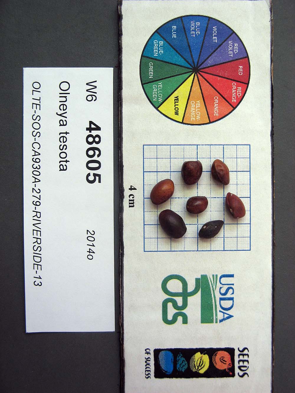 SEED