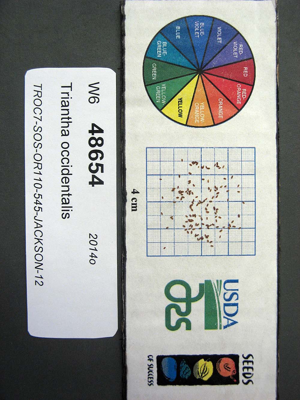 SEED