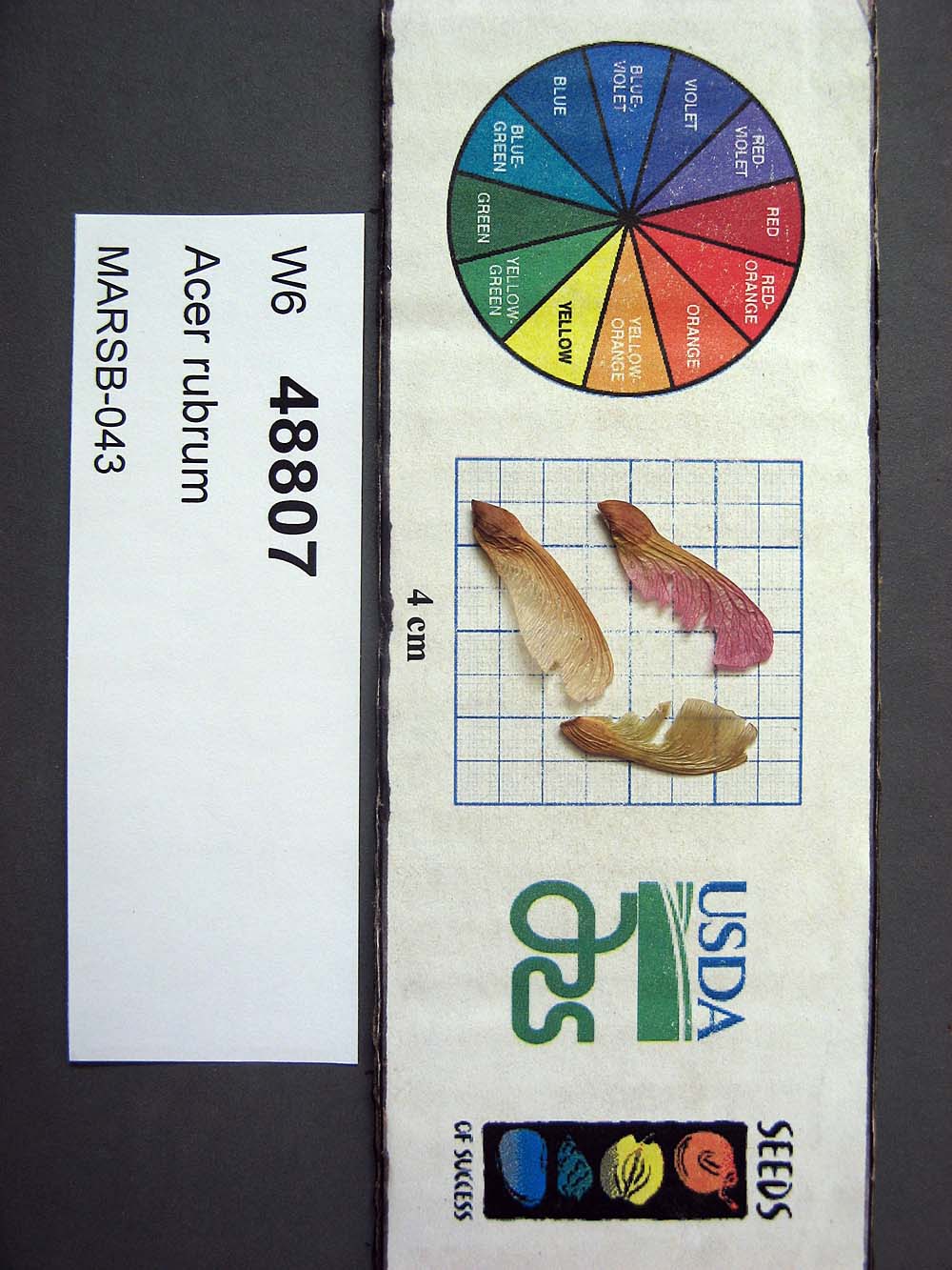 Click for 1 image(s) for this accession. SEED
