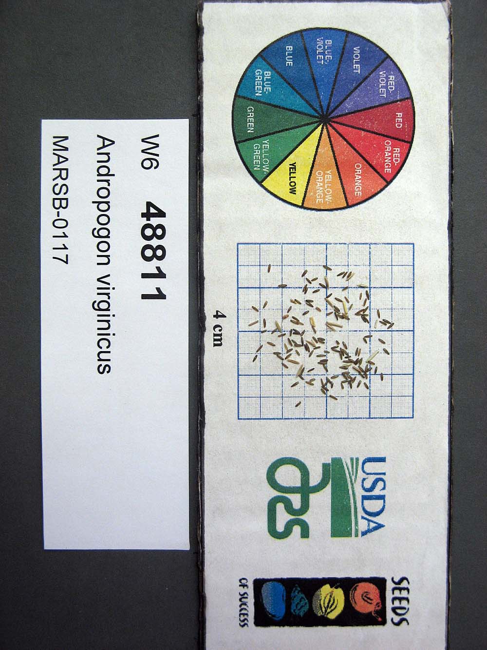 Click for 1 image(s) for this accession. SEED