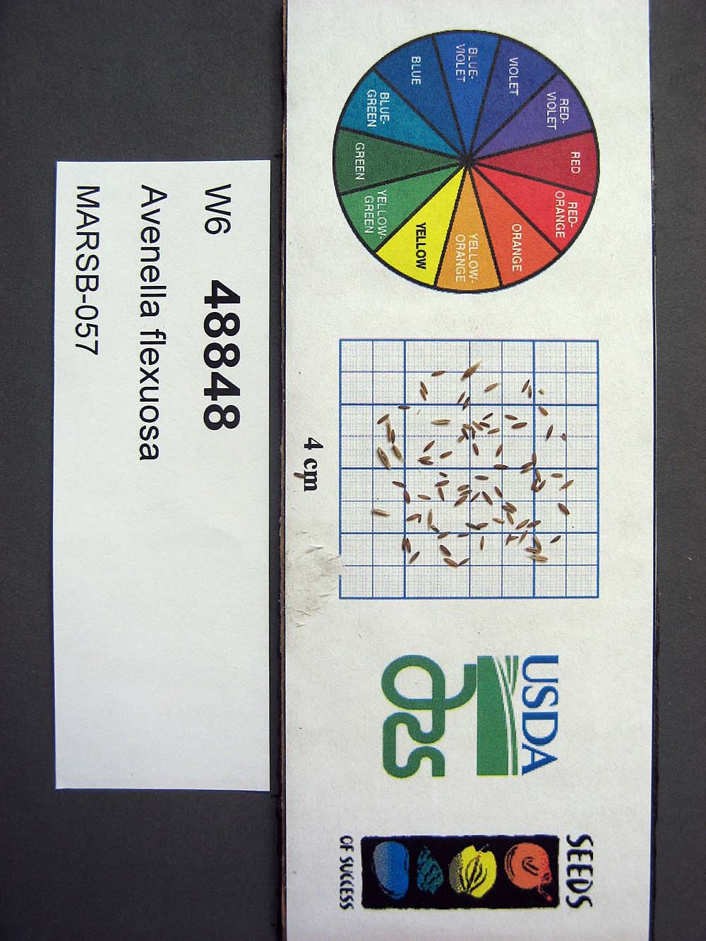 Click for 1 image(s) for this accession. SEED
