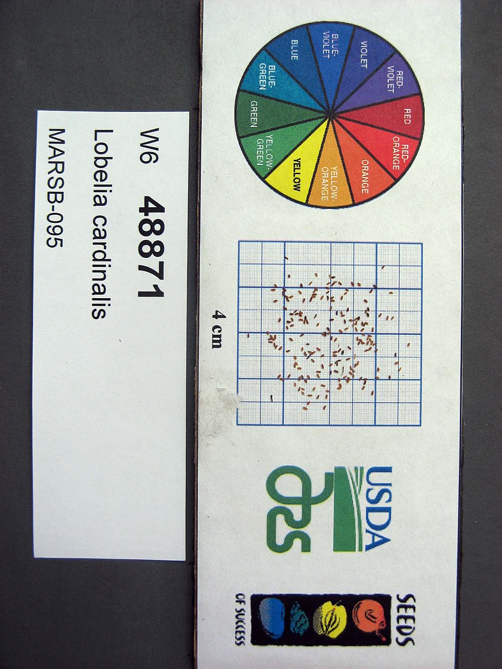 SEED