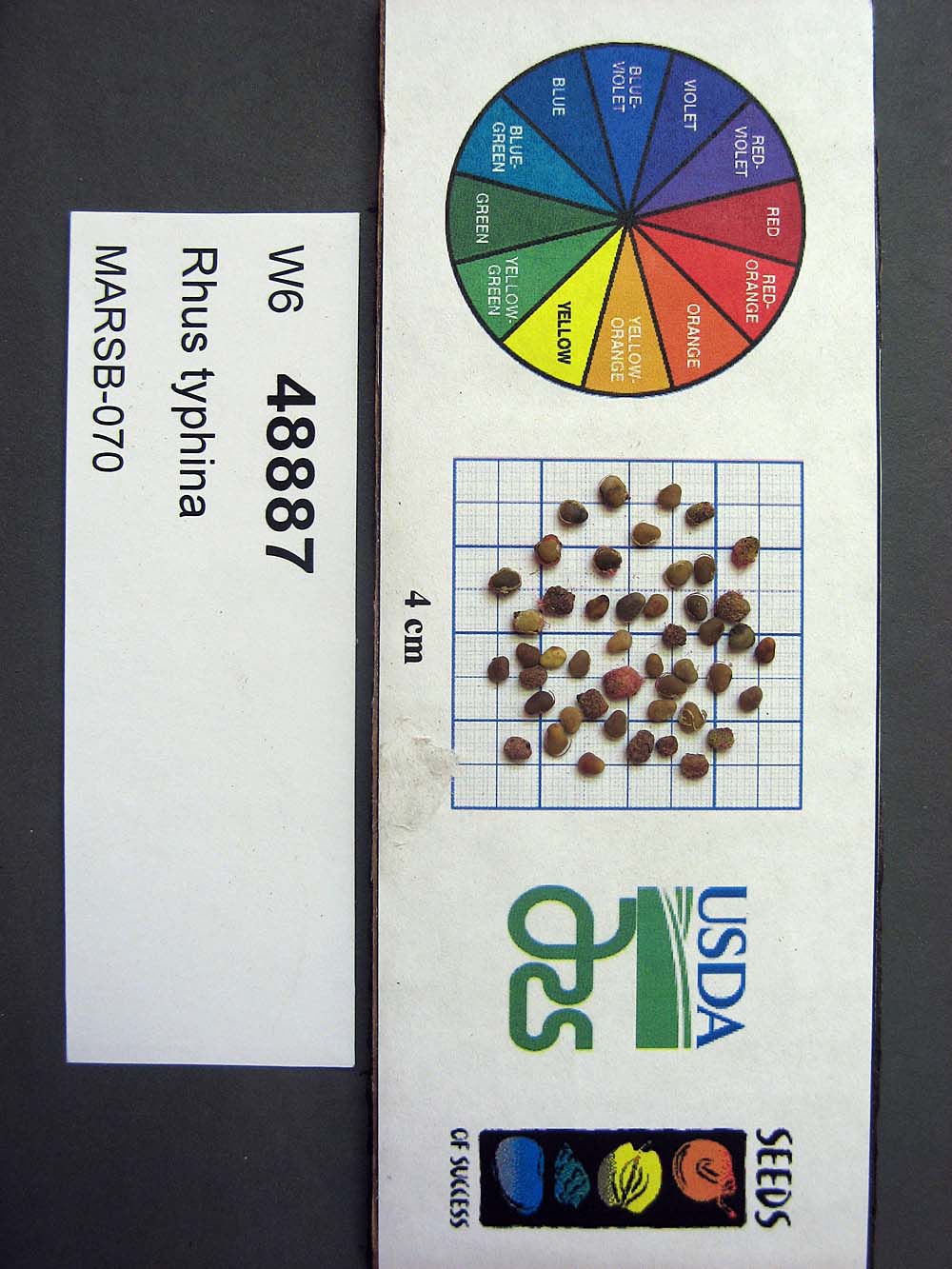 Click for 2 image(s) for this accession. SEED