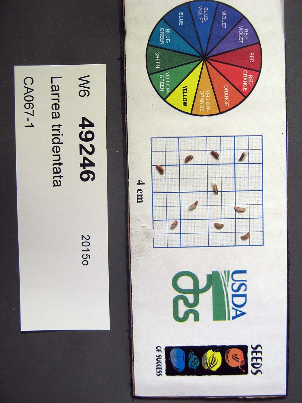 SEED