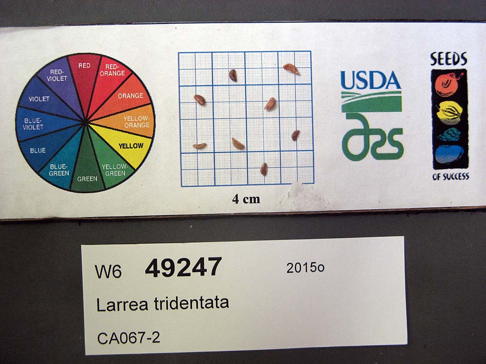 SEED