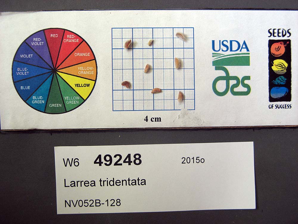 SEED