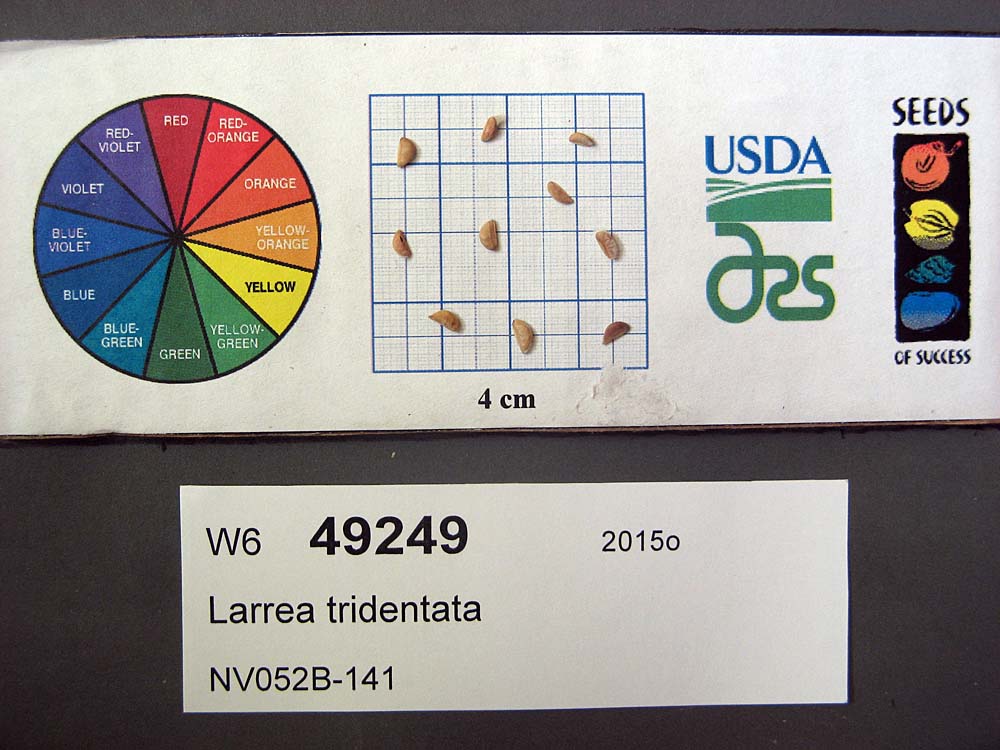 SEED