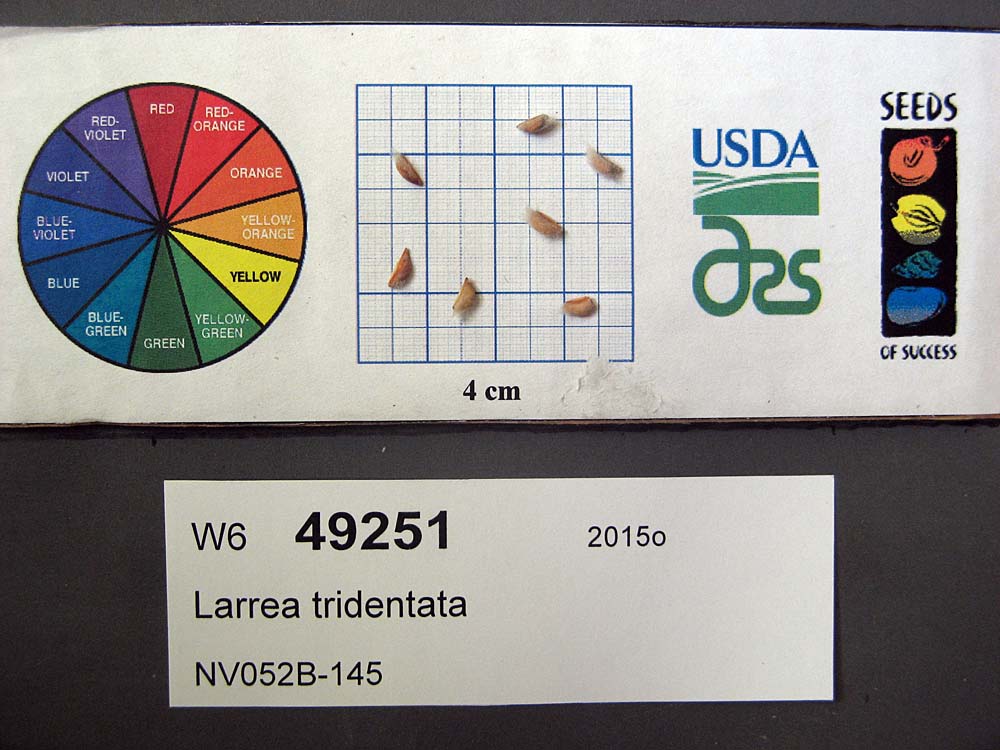 SEED