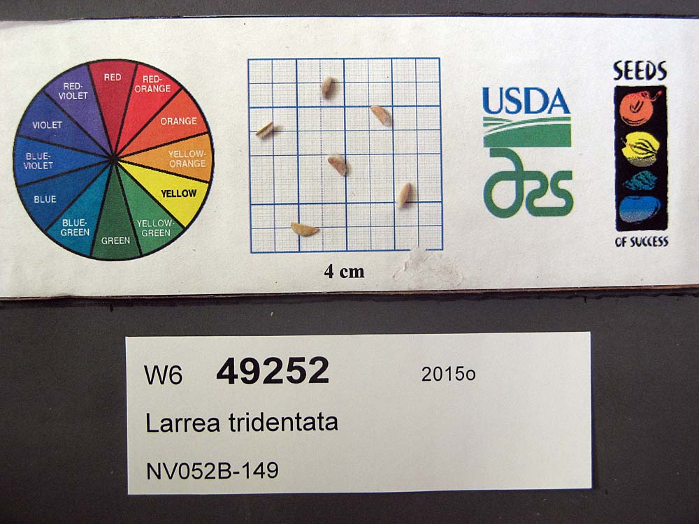 SEED