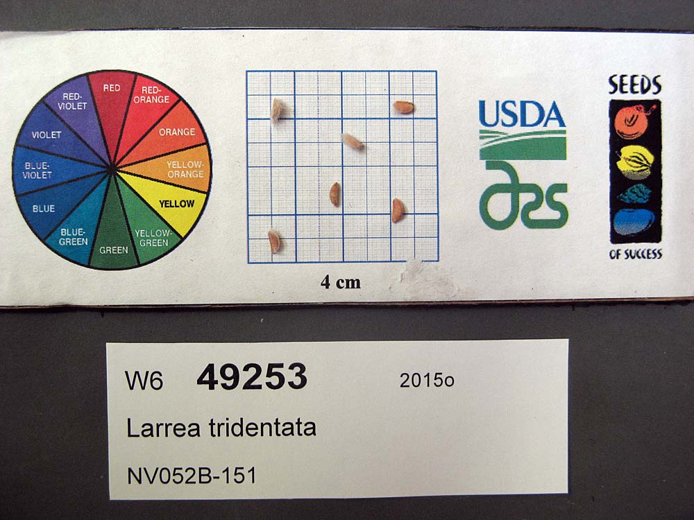 SEED