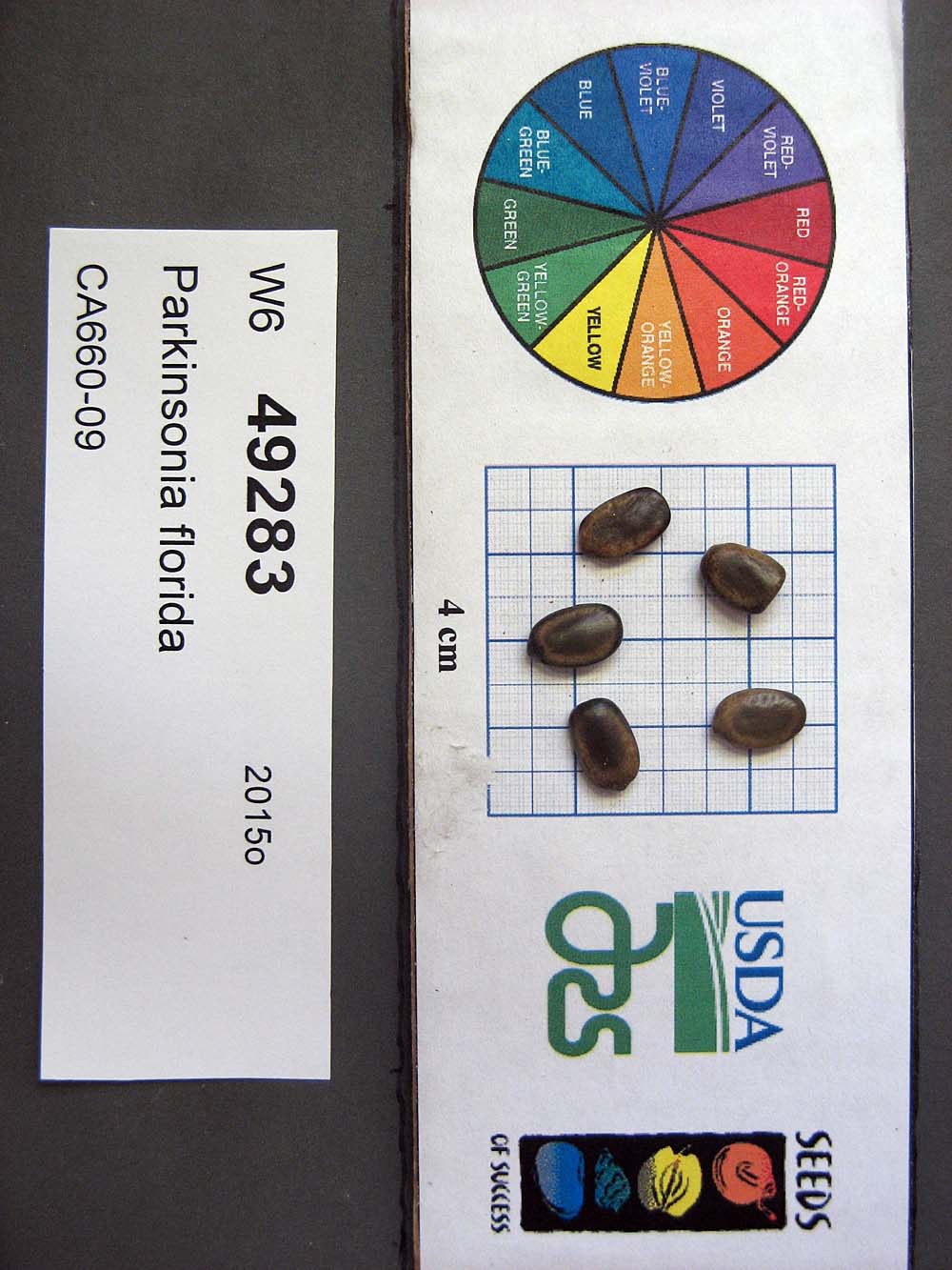 SEED