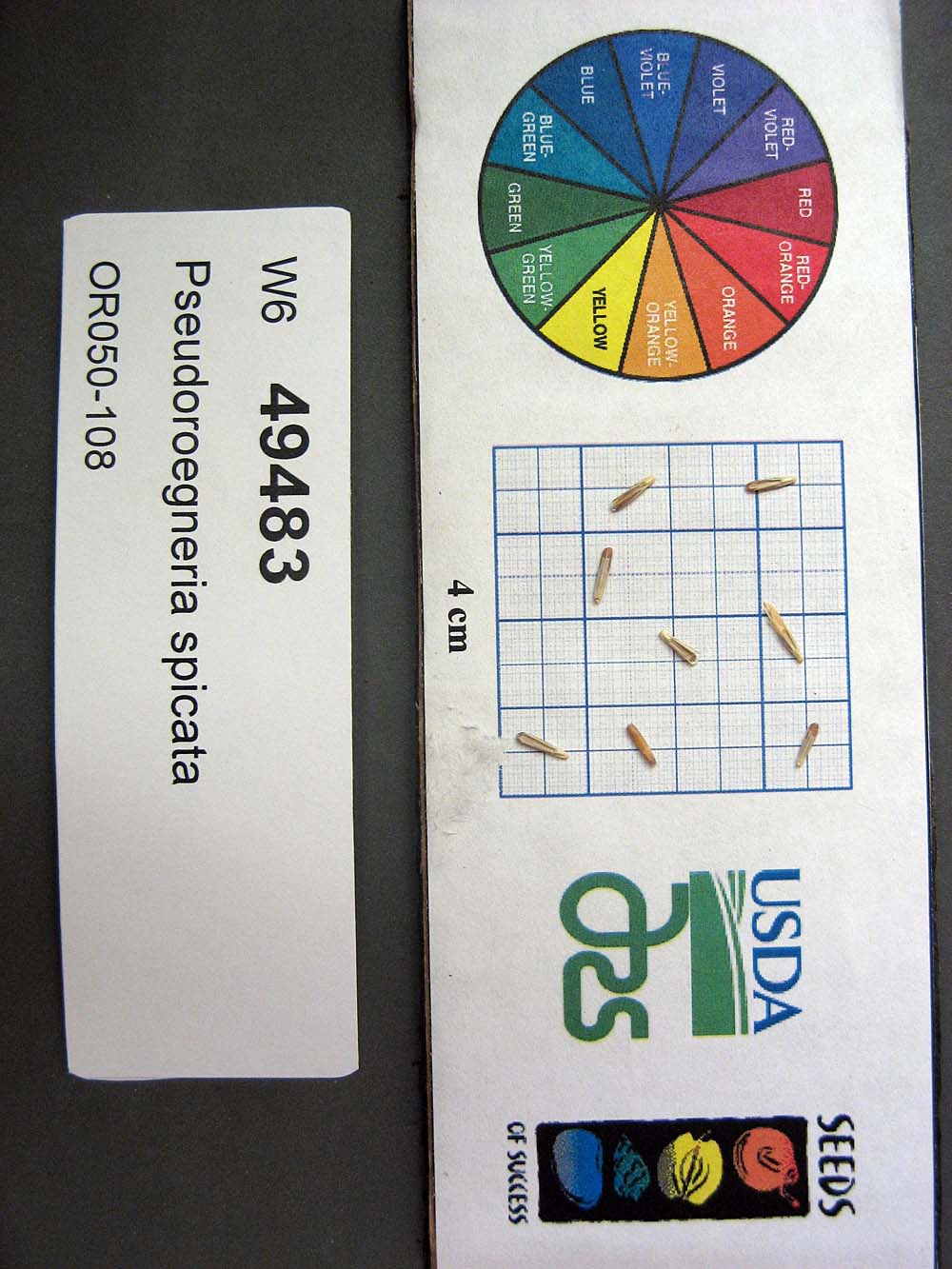 SEED
