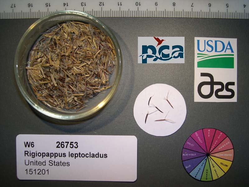 SEED