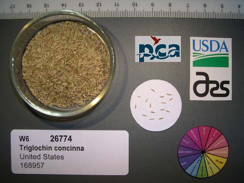 Click for 1 image(s) for this accession. SEED