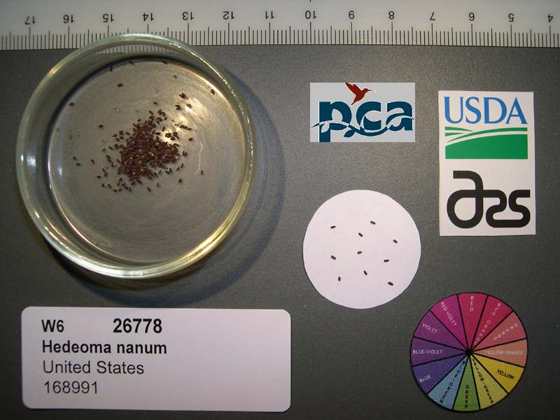SEED