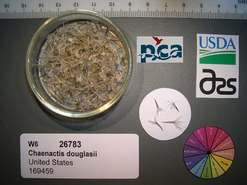 Click for 1 image(s) for this accession. SEED