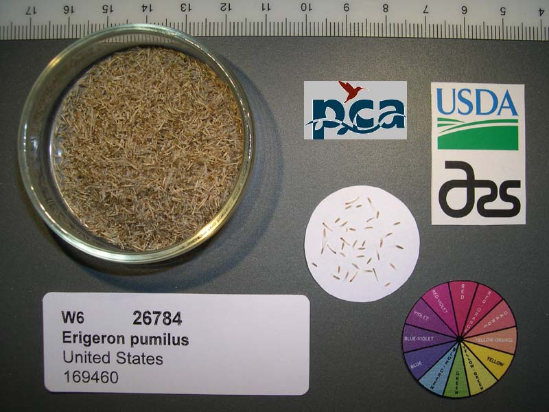 SEED