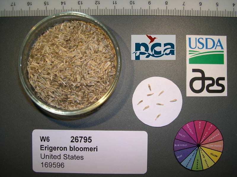SEED
