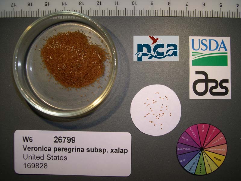 SEED