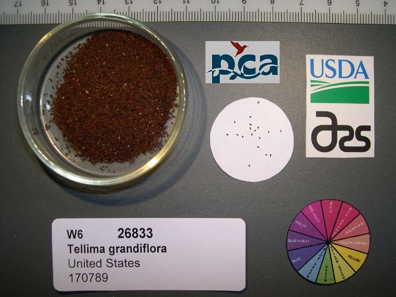 SEED