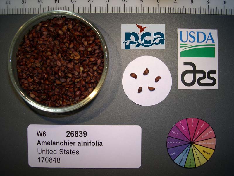 Click for 1 image(s) for this accession. SEED