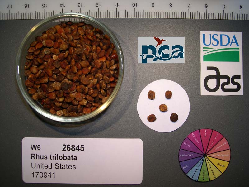 SEED