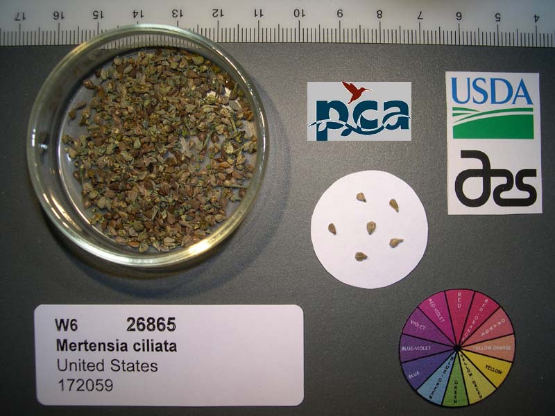 SEED