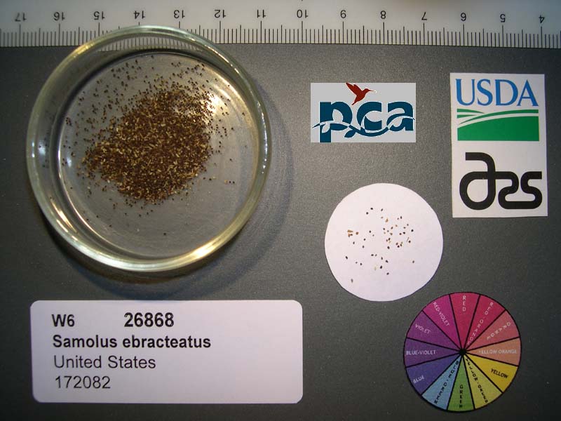SEED