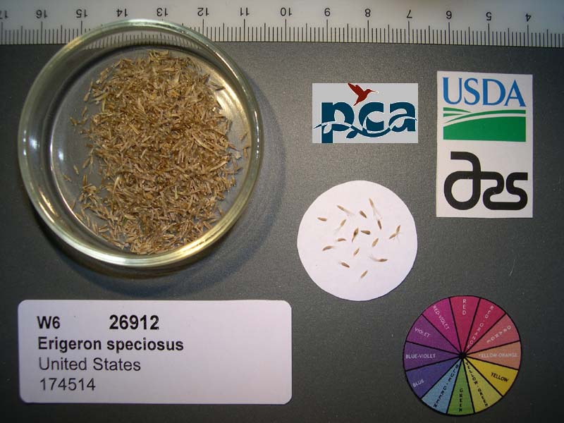 SEED