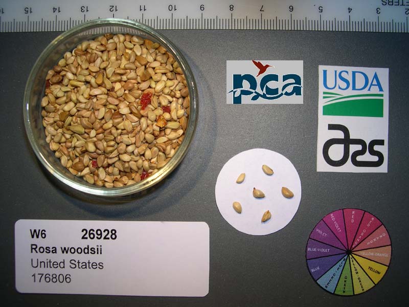 Click for 1 image(s) for this accession. SEED