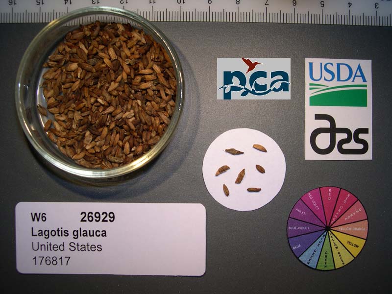 SEED