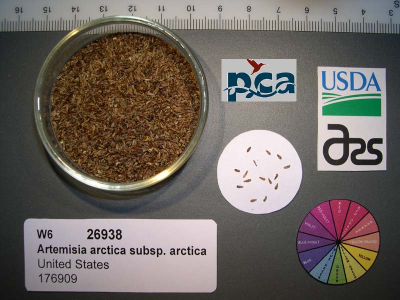 Click for 1 image(s) for this accession. SEED