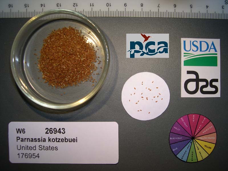 SEED