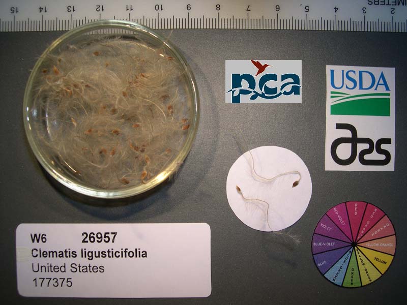 Click for 1 image(s) for this accession. SEED