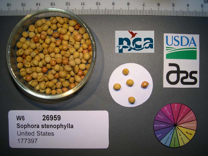 Click for 1 image(s) for this accession. SEED