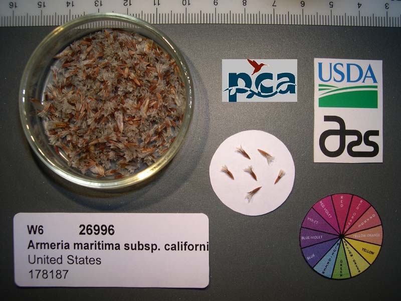 Click for 1 image(s) for this accession. SEED