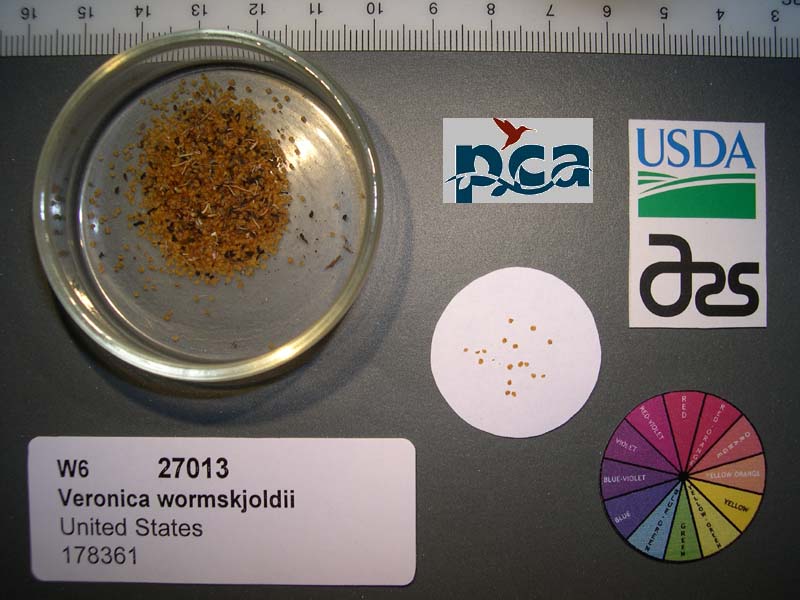 SEED