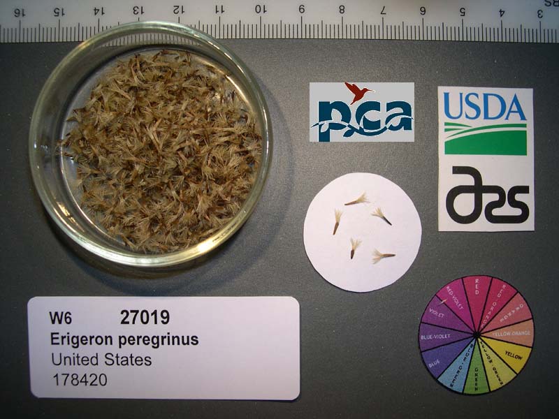 Click for 1 image(s) for this accession. SEED