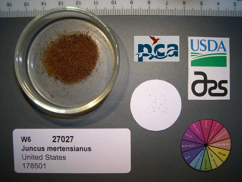 SEED