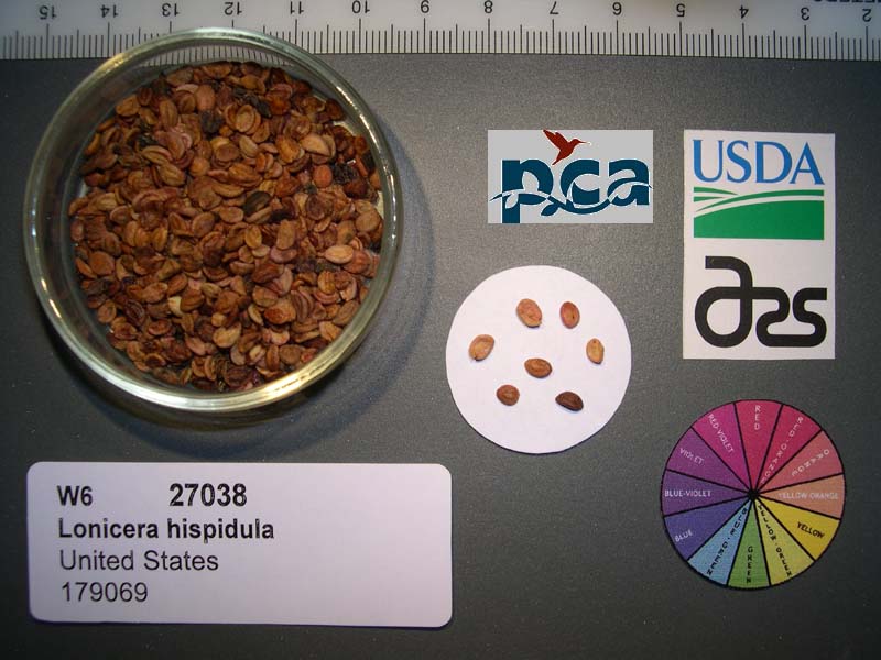 Click for 1 image(s) for this accession. SEED