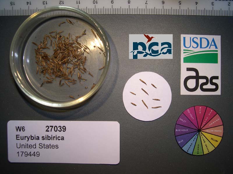 Click for 1 image(s) for this accession. SEED