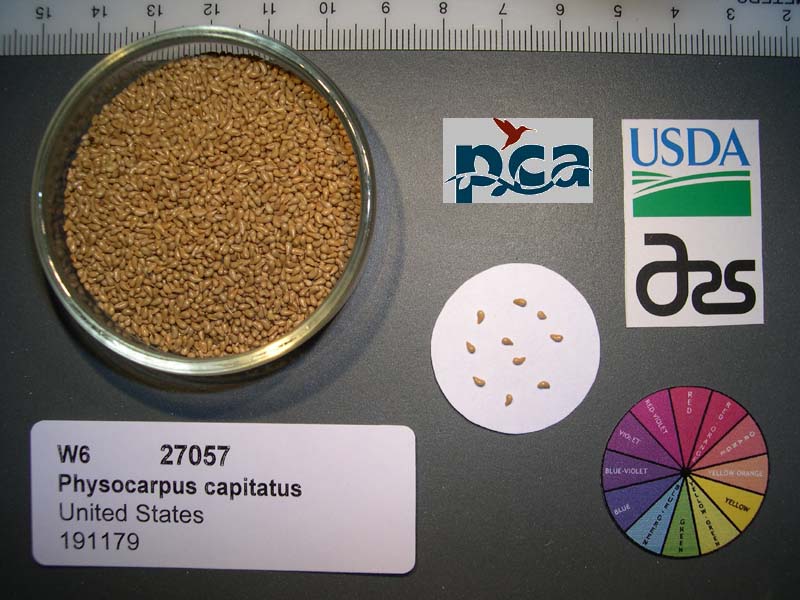 Click for 1 image(s) for this accession. SEED