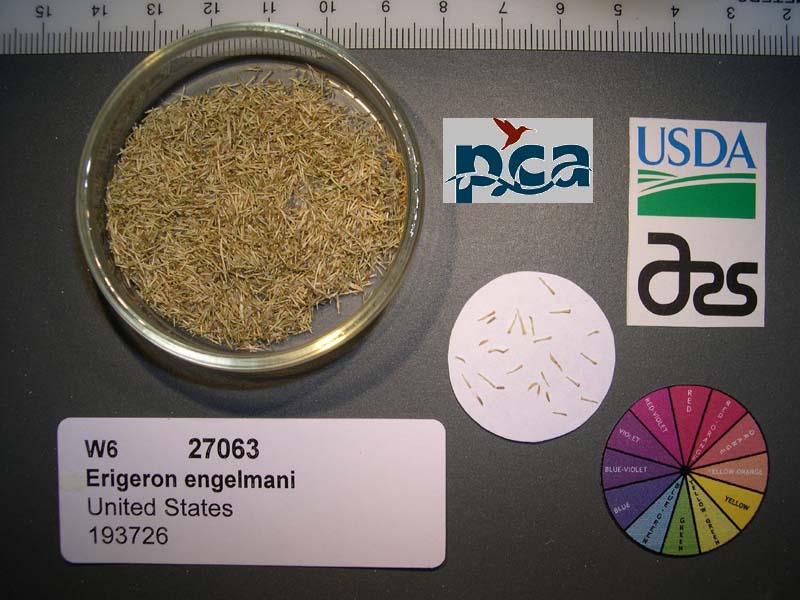 SEED