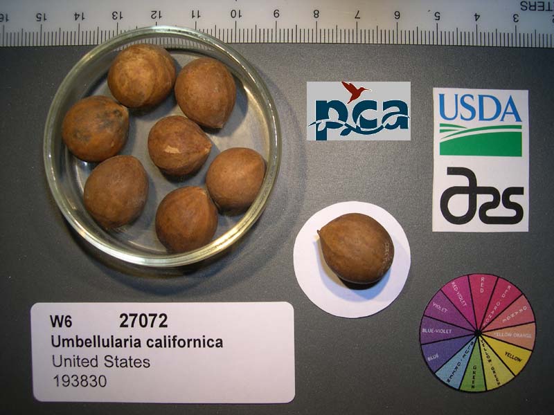 SEED