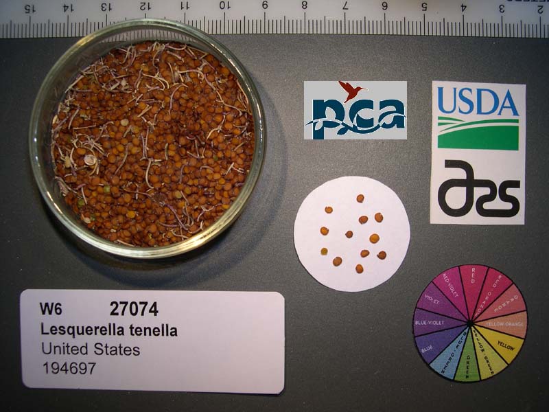 SEED