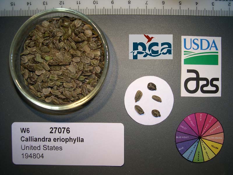 Click for 1 image(s) for this accession. SEED