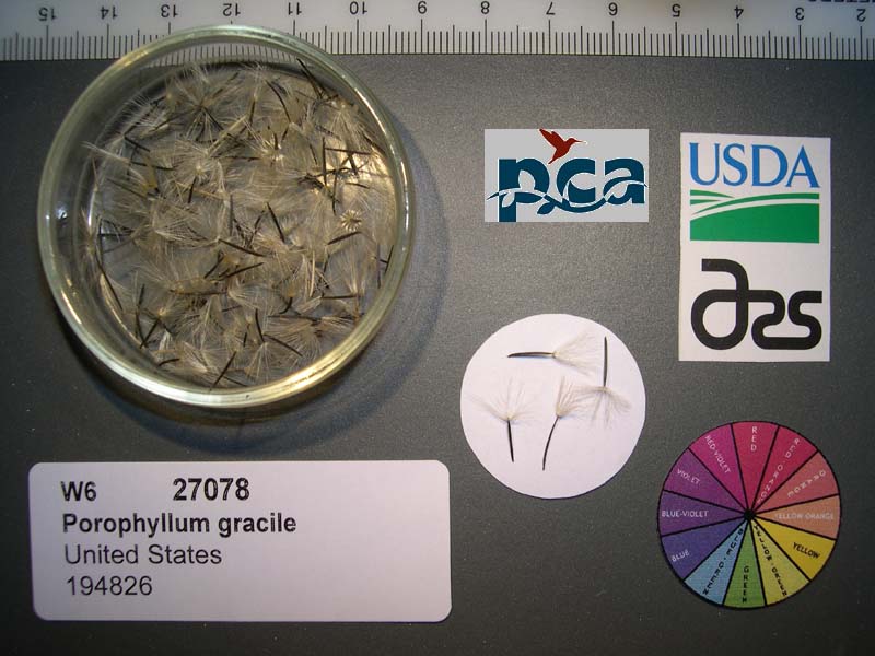 SEED
