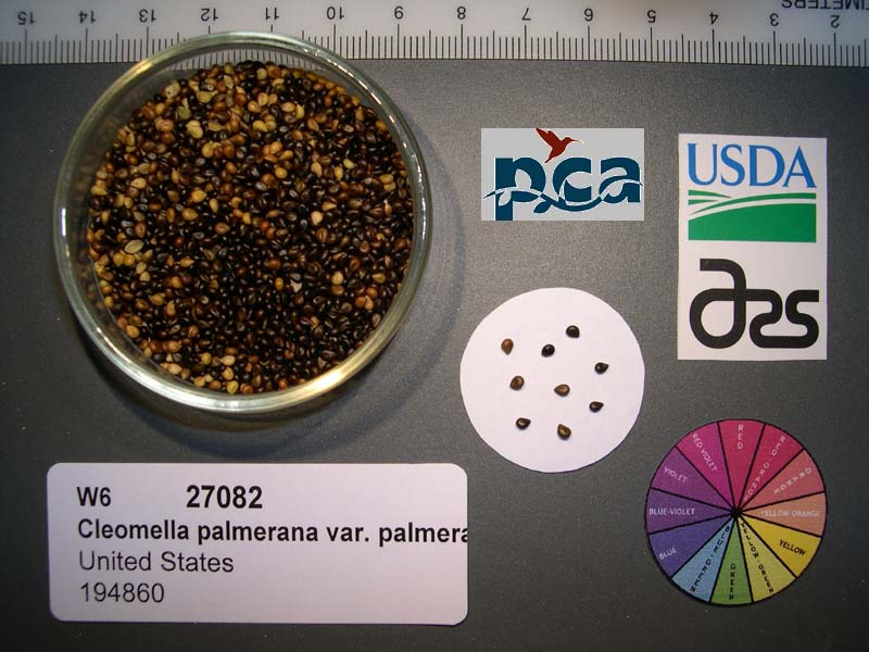 SEED