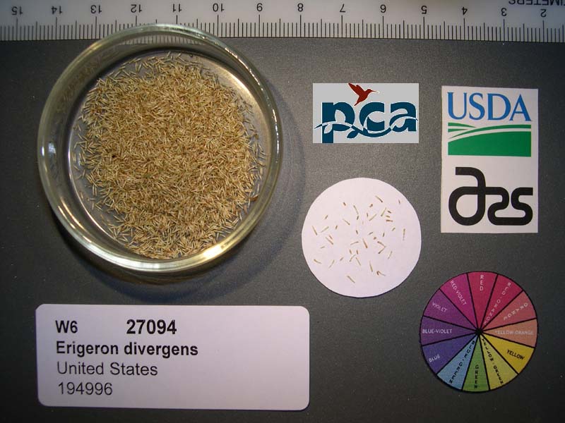 SEED