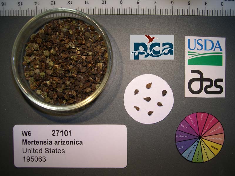 SEED
